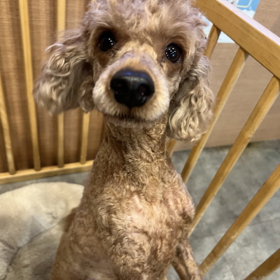 누리동물병원_426340202300167